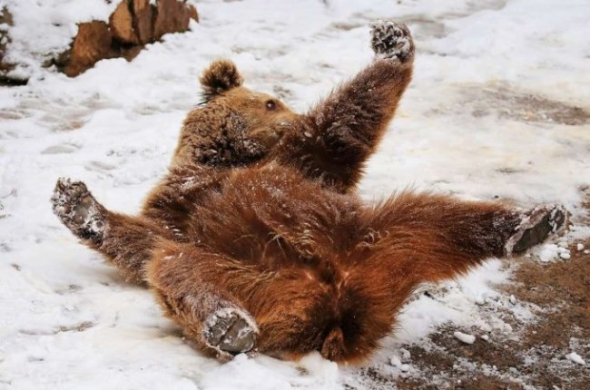 Фоторепортаж: В Ташкентском зоопарке животные встретили первый снег