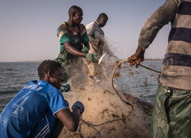 Что известно о новом вирусе, выявленного у рыбаков Сенегала