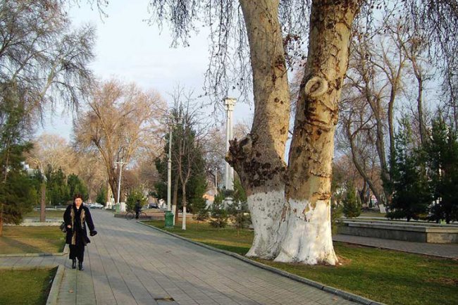 Места для новых насаждений в Ташкенте будут выбирать с учетом строительства объектов