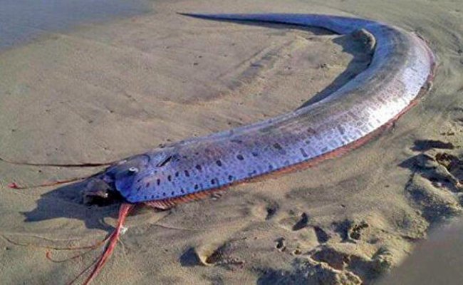 В Госкомэкологии прокомментировали информацию об обнаружении необычной рыбы на берегу Тудакуль
