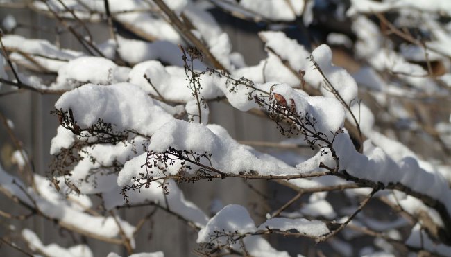 В Узбекистане ожидается снег