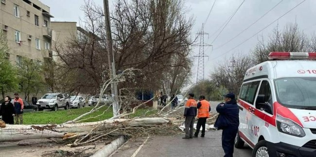 В Ташкенте на сотрудника управления благоустройства упало дерево