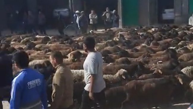 Видео: В Самаркандской области граждане, выражая недовольство, пригнали скот к зданию хокимията