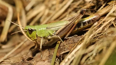 Узбекские агрономы начали «войну» с марокканской саранчой