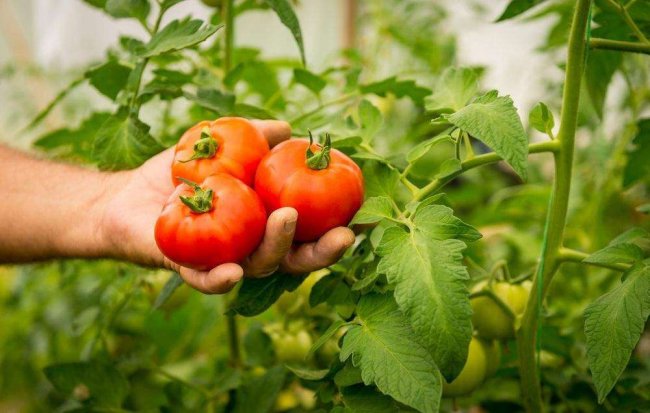 Узбекистан сможет вновь поставлять томат и перец в Россию