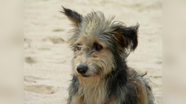 В Чирчике сотрудники отряда по отлову бездомных животных жестоко избили собак арматурой