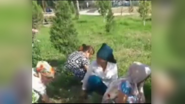 Видео: Медика, принудившего коллег полоть траву, оштрафовали