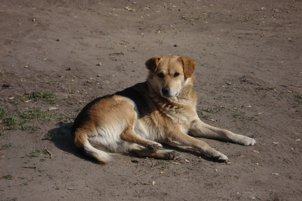 Видео: В Узбекистане дети жестоко обошлись с собакой