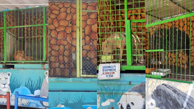 В Самарканде обнаружили «тюрьму» для животных