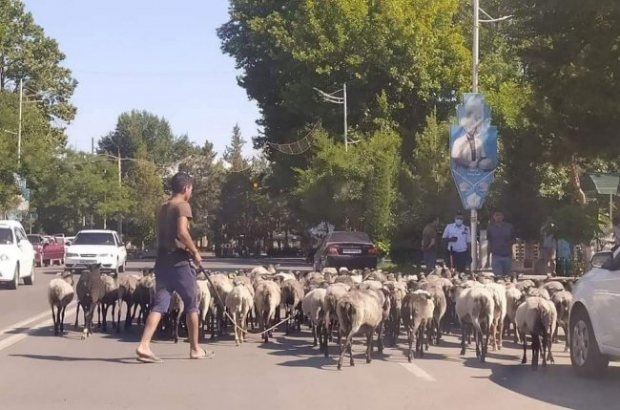 В Наманганской области у хокимията устроили демонстрацию с участием стада баранов
