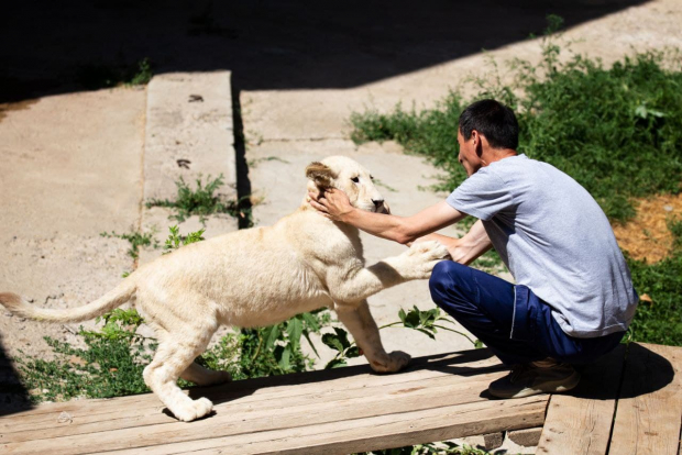 В Ташкентский зоопарк привезли белых львят