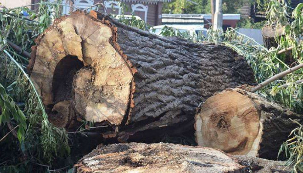 Узбекистанцы, вырубив деревья возле дома, нанесли ущерб природе на 128 миллионов сумов