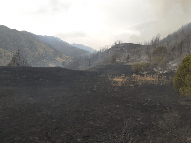 В МЧС рассказали подробности лесных пожаров в Заамине