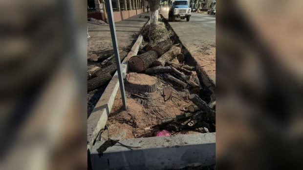 Вырубке деревьев возле ташкентской прокуратуры нашлось объяснение