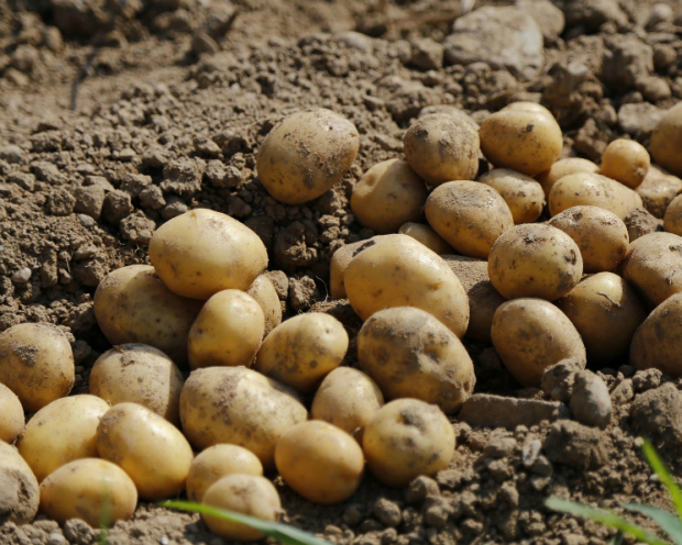 В Узбекистане картофель подорожал на 43%