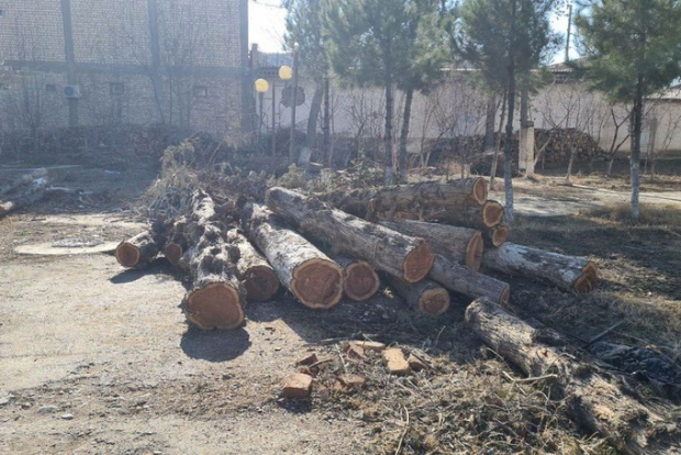 В Каршинском университете спилили 38 деревьев