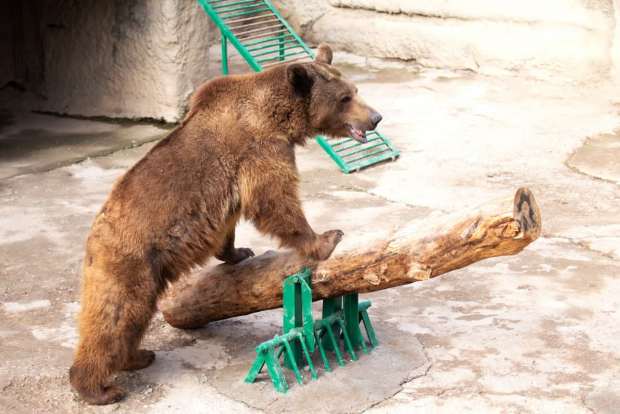 В Ташкенте женщина сбросила девочку в вольер к бурому медведю