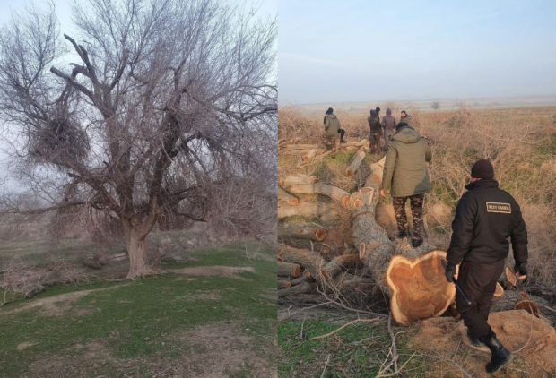 В Ташкентской области вырубили дерево и нанесли ущерб экологии на 118 млн 705 тысяч сумов