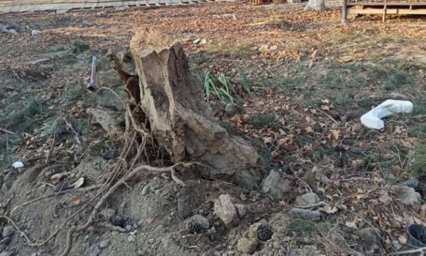 В Андижанской области мебельный цех вырубил многолетние деревья
