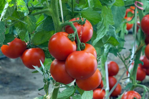 Россия сняла ограничения на поставку томатов и перца из Узбекистана