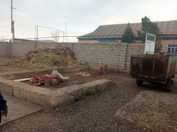 В Кашкадарьинской области обнаружили подпольную скотобойню