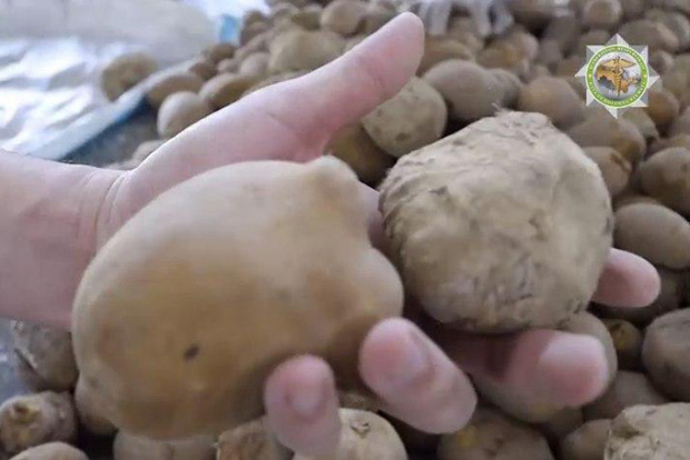 В Узбекистан под видом картофеля пытались ввезти крупную партию гашиша