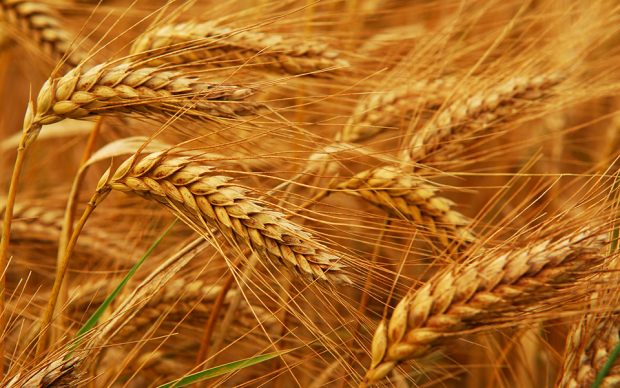 Узбекистан планирует закупиться зерном