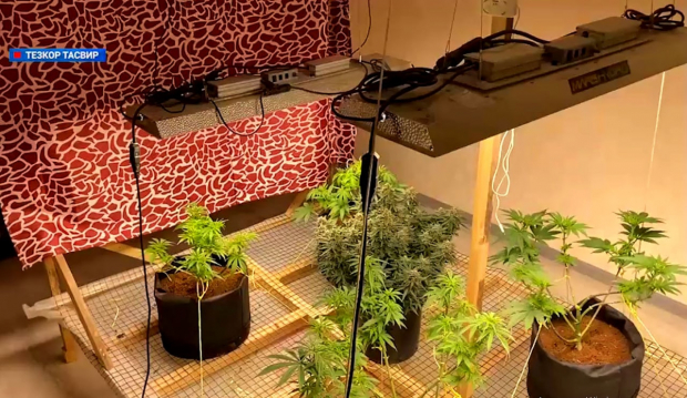 В Ташкенте обнаружили подпольную нарколабораторию