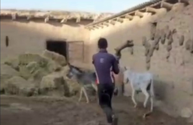 В Кашкадарьинской области живодёры избивали палками ослов, чтобы их парализовало