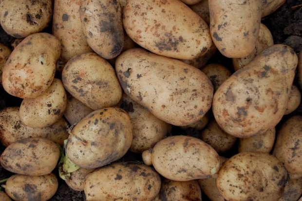 Импорт картофеля в Узбекистан, цена вопроса