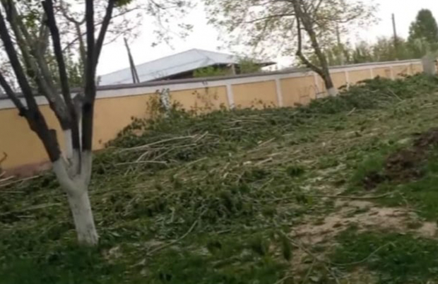 В Самарканде на территории одной из школ срубили 50 деревьев