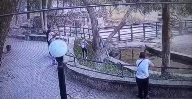 В Ташкентском зоопарке девочка залезла к бегемоту и закидала его камнями - видео