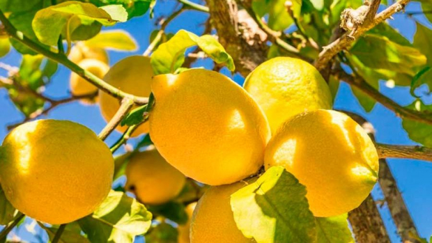 Экспорт лимонов из Узбекистана в апреле увеличился почти на 30%