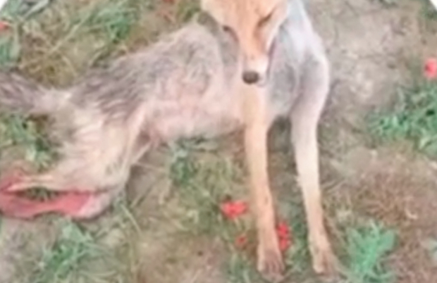 Очередное жестокое убийство беззащитного животного произошло в Андижане