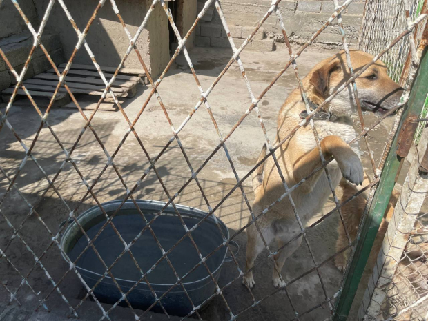 В Самаркандской области по указанию хокимията планируют закрыть приют для животных