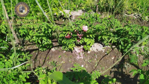 Жительница Ферганской области выращивала наркотическое растение у себя в доме