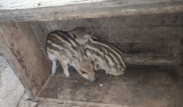 Житель Сурхандарьинской области поймал двух детенышей дикого кабана и держал их в своем доме