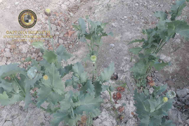 Житель Ферганской области создал плантацию наркотического мака на своём участке
