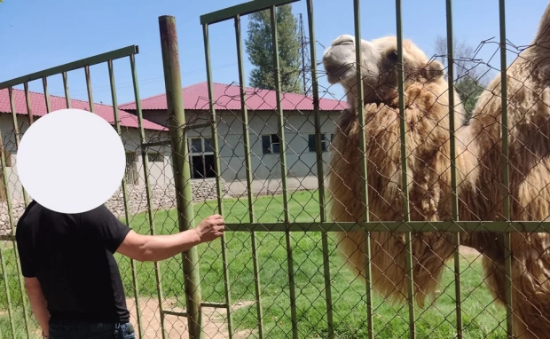Посетитель ташкентского зоопарка вырвал клок шерсти у верблюда