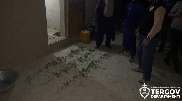 Житель Кашкадарьи посадил и выращивал каннабис на приусадебном участке