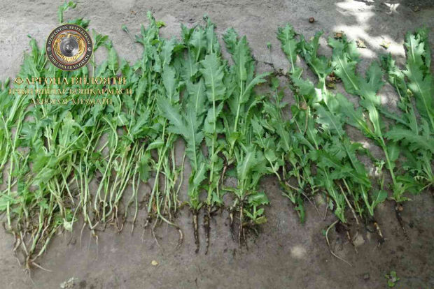 Житель Ферганской области выращивал в своём саду 75 кустов наркотического мака