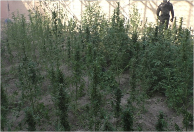 В Самаркандской области выявили две плантации наркотических растений