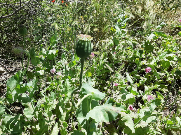 В доме жительницы Ферганской области обнаружили крупную плантацию наркотических растений