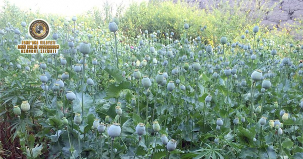 Очередную плантацию наркотических растений выявили в Ферганской области