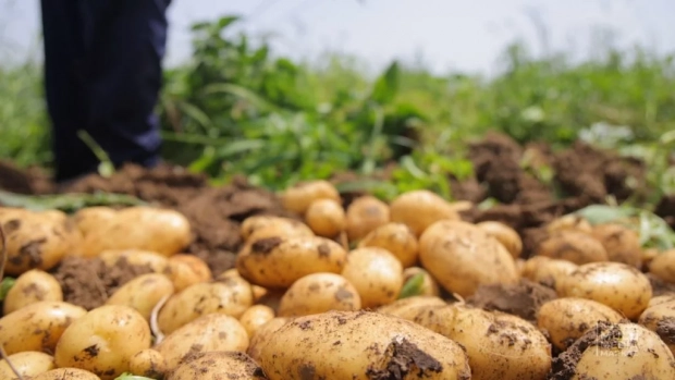 В Узбекистане планируют вырастить более 4 млн тонн картофеля