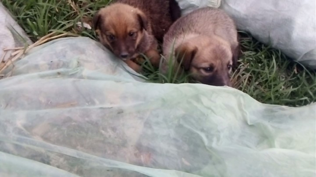 В Андижанской области отстреливают бездомных собак