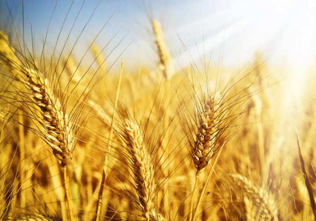 Стали известные новые условия продажи зерна предпринимателям Узбекистана