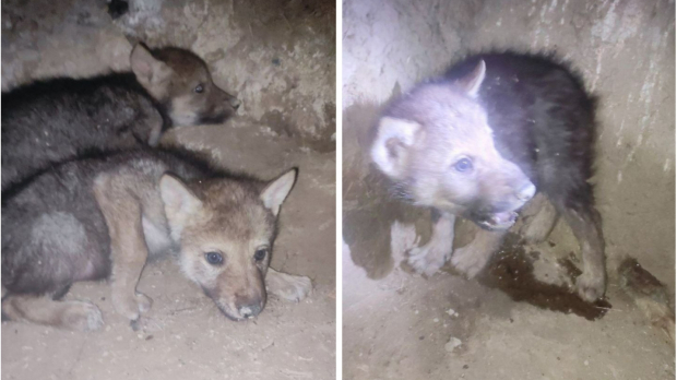 Житель Джизакской области продавал волчат в Telegram по 200 долларов за каждого
