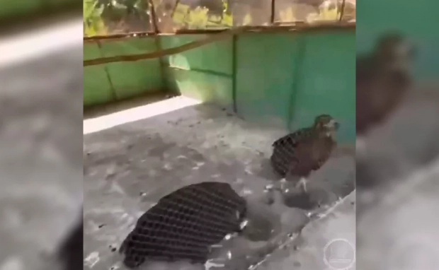 В зоопарке Нукуса животных содержат в ужасных условиях