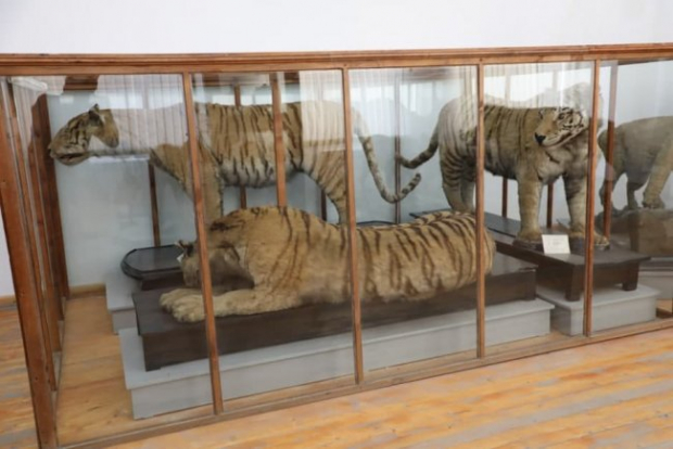 Где хранится экспонат туранского тигра?